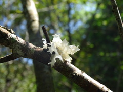 Tremella fuciformis