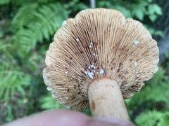 Lactarius peckii