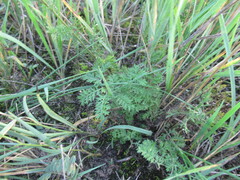 Artemisia tanacetifolia