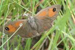 Pseudonympha magoides