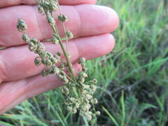Artemisia tanacetifolia