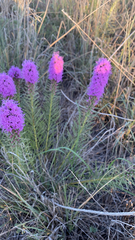 Liatris punctata