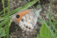 Pseudonympha magoides