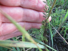 Artemisia tanacetifolia