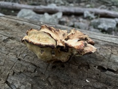 Stereum gausapatum