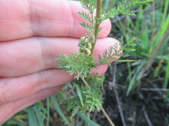 Artemisia tanacetifolia