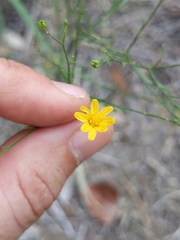 Gutierreziinae