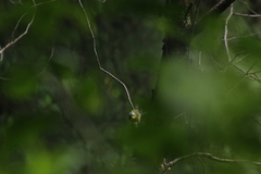 Oreothlypis superciliosa
