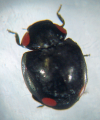 Hyperaspis bigeminata