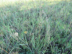 Artemisia tanacetifolia