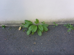 Rumex sanguineus