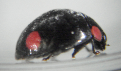 Hyperaspis bigeminata