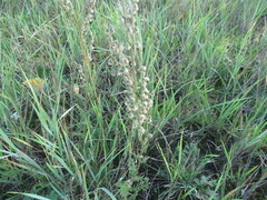 Artemisia tanacetifolia