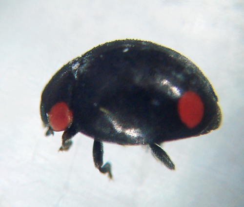 Bigeminate Sigil Lady Beetle photo 4