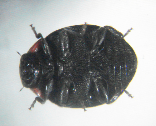 Bigeminate Sigil Lady Beetle photo 2