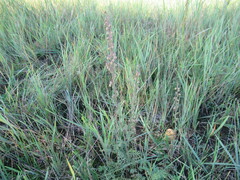 Artemisia tanacetifolia
