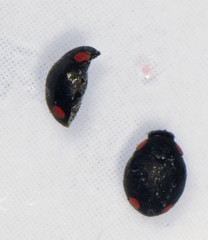 Hyperaspis bigeminata