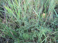 Artemisia tanacetifolia