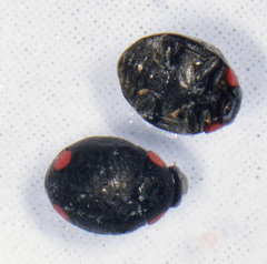 Hyperaspis bigeminata