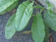 Rumex sanguineus