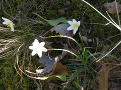 Anemonoides nemorosa