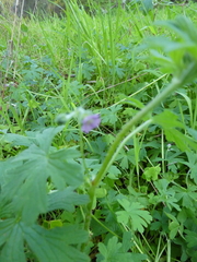 Geranium solanderi