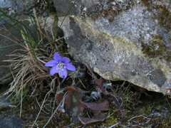 Hepatica nobilis