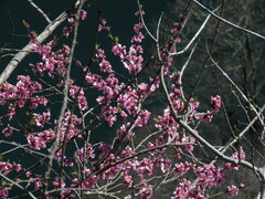 Prunus persica