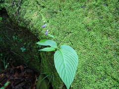 Rhynchoglossum obliquum