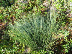Trichophorum cespitosum image