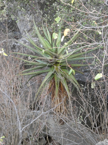 Image of Aloe excelsa by (c) agujaceratops, some rights reserved (CC BY)