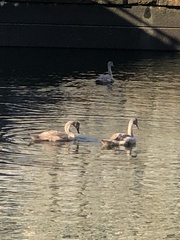 Cygnus olor