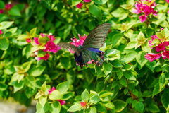 Papilio bianor thrasymedes