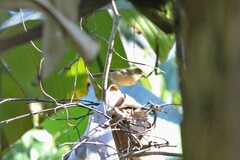 Cyanoderma rufifrons