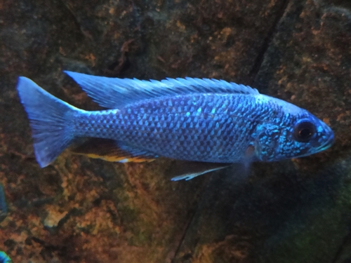 Electric blue hap (Sciaenochromis fryeri) — Cichlidae — 2