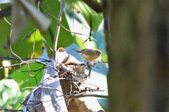 Cyanoderma rufifrons