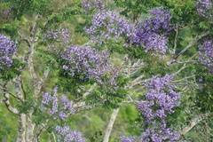 Jacaranda copaia