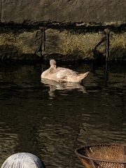 Cygnus olor