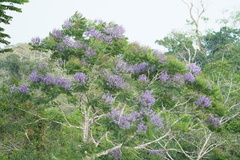 Jacaranda copaia
