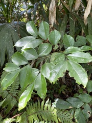 Archidendron lucidum