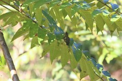 Phylloscopus inornatus