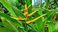 Heliconia psittacorum