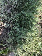 Thymus pulegioides