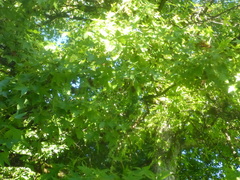 Liquidambar styraciflua