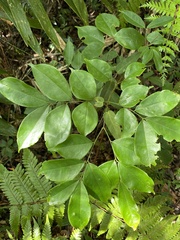 Archidendron lucidum