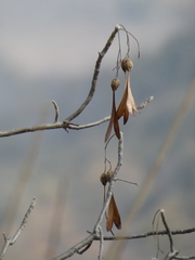 Gyrocarpus americanus