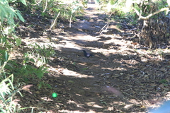 Myophonus caeruleus caeruleus