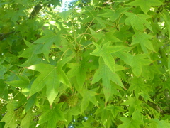 Liquidambar styraciflua