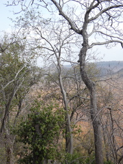 Gyrocarpus americanus