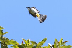 Pycnonotus xanthorrhous